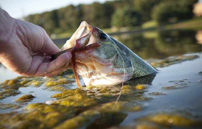 Pulling Fish out of the Water